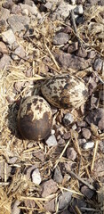 nest with eggs