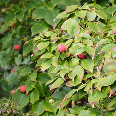 (Cornus kousa) Decorative canopy of layered branches with green foliage and pinkish-red to red fruits of Japanese dogwood or Japanese strawberry tree