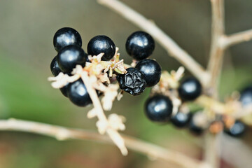 fruits hung on the boughs
