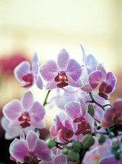 Fototapeta na wymiar flower, pink orchids