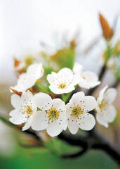 Japanese apricot flower
