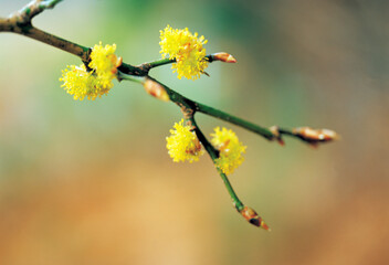 flower, Cornus officinalis