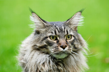 Fototapeta premium Maine Coon