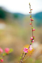 flower buds and boughs
