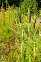 Brown ear of cattail in nature. Natural vegetation near the pond and lake, tall cattail reeds