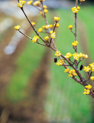 flower, Cornus officinalis