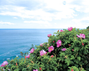 flower, Rosa rubiginosa