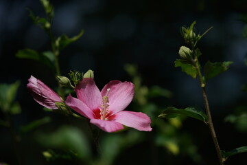 Light Red Flowers of Rose of Sharon in Full Bloom
