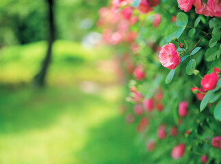 flowers in the garden