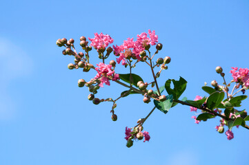 pink flowers and buds