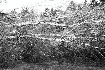 Close up of five big birch trees are downed in garden after strong tornado and wing storm. Disaster for insurance company