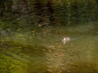 Duckling Circles