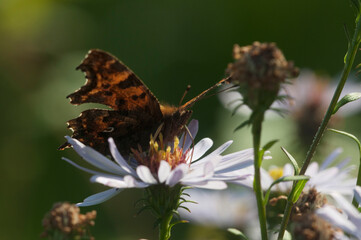 European Michaelmas daisy plant with butterfly