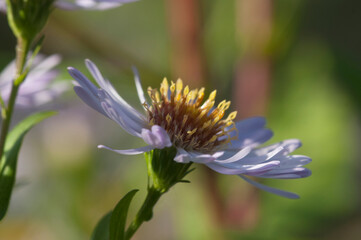European Michaelmas daisy plant