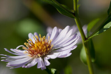 European Michaelmas daisy plant