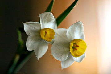 flower, white narcissus