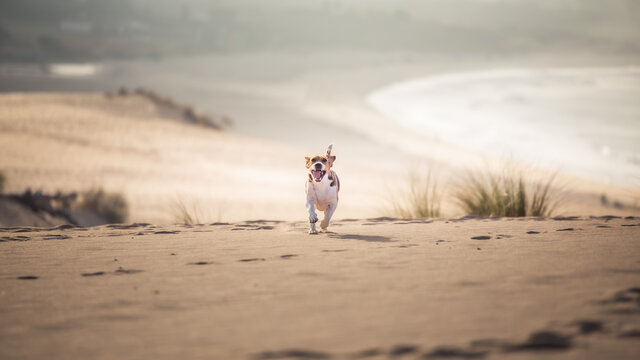 Beagle corriendo r&aacute;pido en la playa de Tarifa, Espa&ntilde;a