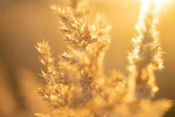 Obraz premium green grass under blue sky