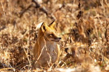 A fox among dry autumn grass at Cape Tobizin on Russian Island in Vladivostok.