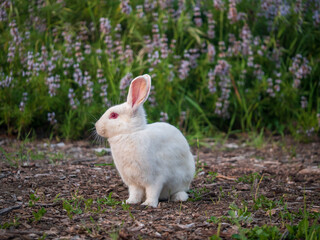 white rabbit on grass