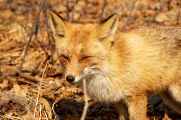 A fox among dry autumn grass at Cape Tobizin on Russian Island in Vladivostok.