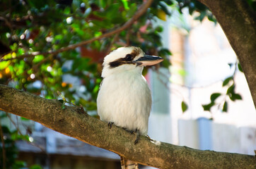 Kookaburra perched in a tree with head in profile
