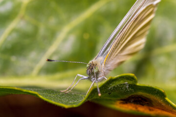 butterfly on leaf