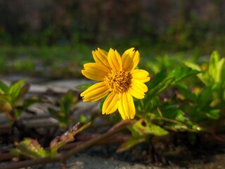 Wedelia flower (Sphagneticola trilobata) Grows wild and fertile in the tropical climate of Borneo