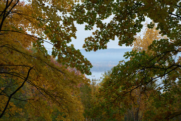 Autumn view from the mountain to the big river, in the forest with Golden leaves and green fir trees. Autumn time in the forest.