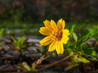 Wedelia flower (Sphagneticola trilobata) Grows wild and fertile in the tropical climate of Borneo