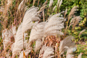 Panicles of the decorative reed in park close-up
