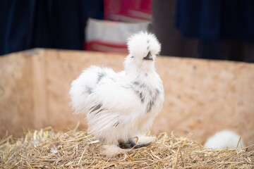 white silkie hen on a straw, Fluffy splash silkie rooster.