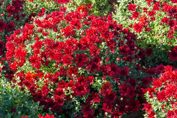 Flowering small red chrysanthemums on the flowerbed