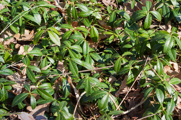 Wild growing vinca over fallen leaves in spring forest