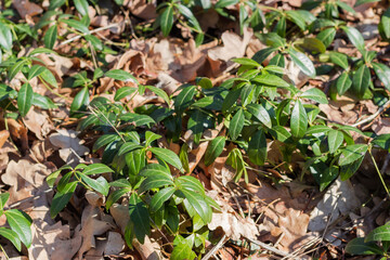Vinca among last year's fallen leaves in spring forest