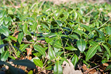 Wild growing vinca in spring forest, bottom view close-up