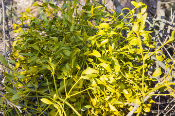 Shrub of mistletoe on a blurred background of dry branches