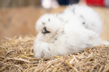 white silkie hen on a straw, Fluffy splash silkie rooster.