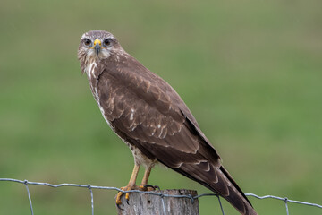 Buzzard, buteo buteo on a fence post