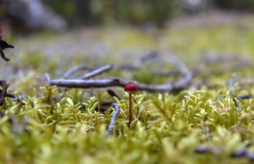 small red mushroom in the mossy forest