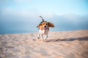 Beagle corriendo rápido