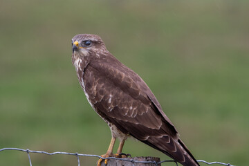 bird of prey buzzard with membrana nictitans