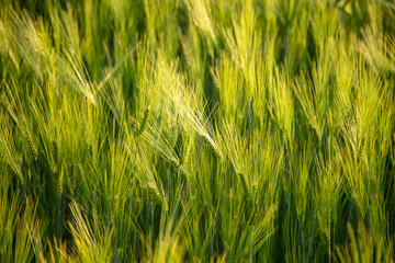 Green ears of wheat at sunset.