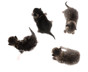 Four newborn kittens isolated on a white background.