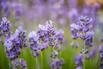 Lavendel in der Blütezeit. 