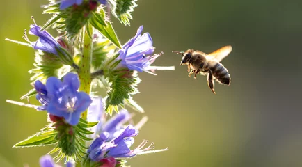 Crédence de cuisine en verre imprimé Abeille Une abeille recueille du miel sur des fleurs bleues