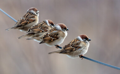 A flock of sparrows on electrical wires.