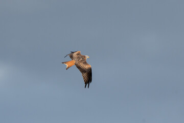bird of prey red kite in flight