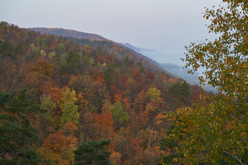 Autumn view from the mountain to the big river, in the forest with Golden leaves and green fir trees. Autumn time in the forest.