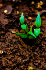 Young plant of chilli in a soil humus with green leaves